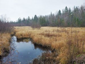 Image of water and marshland surrounded by pine trees and falling snow in the Chequamegon-Nicolet National Forest in northern Wisconsin.